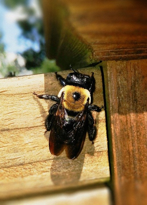 Can You Keep Carpenter Bees? (Beekeeping & Domestication)