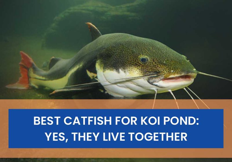 Can You Keep Catfish With Other Pond Fish?