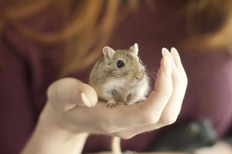 Can You Keep Gerbils With Other Pets?