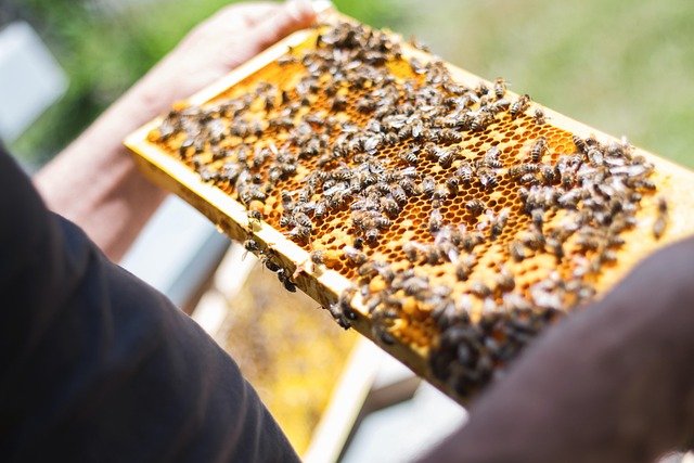 Can You Keep Honey Bees? (Beekeeping & Domestication)