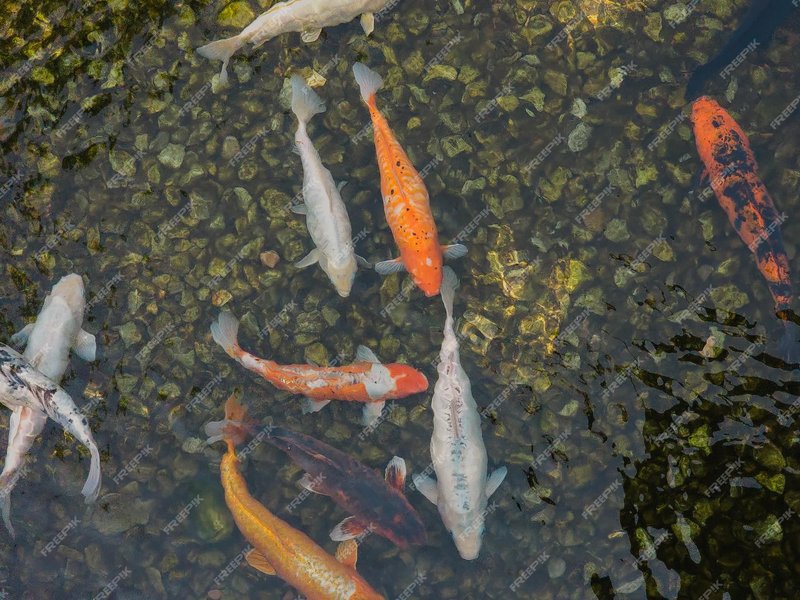 Can You Keep Koi With Other Pond Fish?