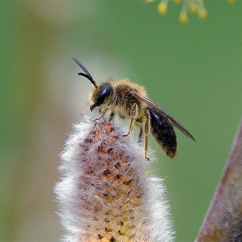 Can You Keep Mining Bees? (Beekeeping & Domestication)