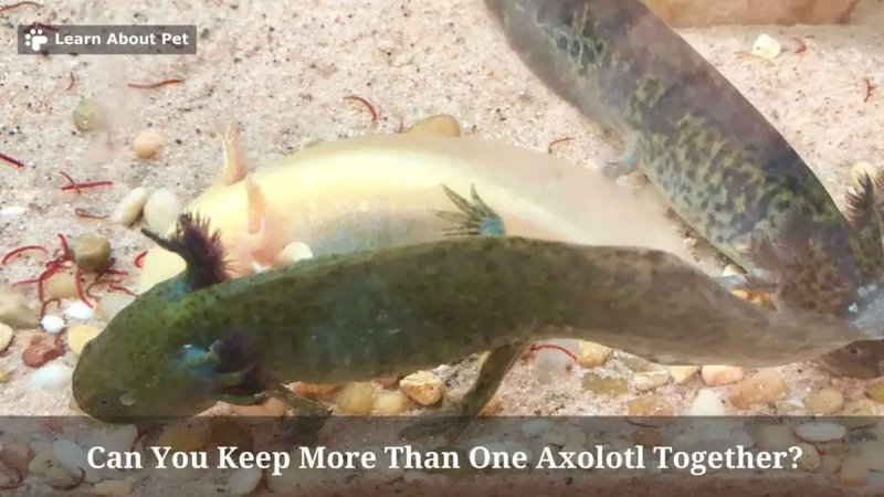 Can You Keep More Than One Axolotl Together?