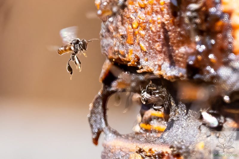 Can You Keep Stingless Bees? (Beekeeping & Domestication)
