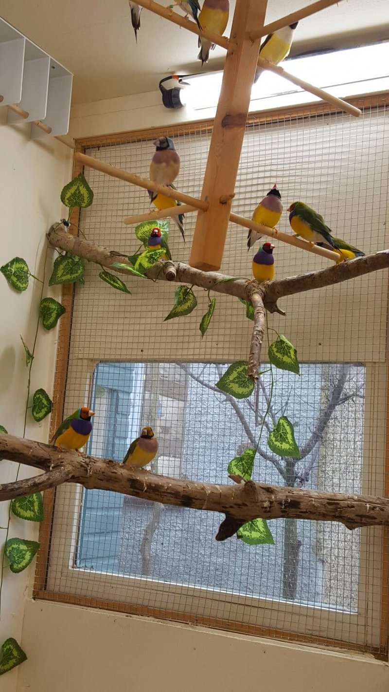 Can You Let Finches Fly Free In A Room Or Aviary?