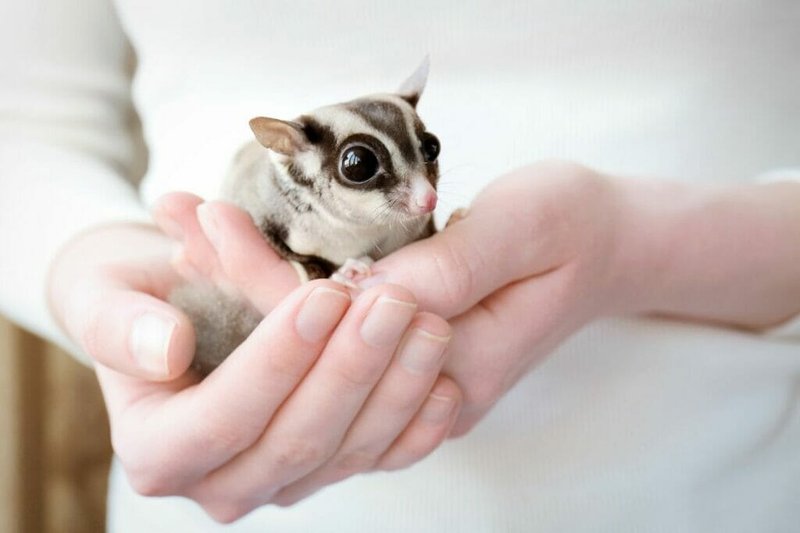 Can You Potty Train A Sugar Glider?