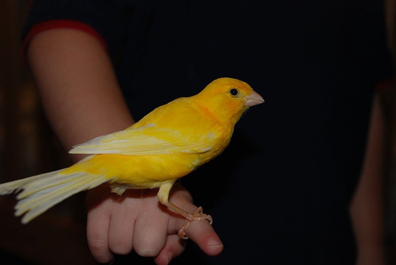 Can You Tame A Canary? Handling Tips For New Owners