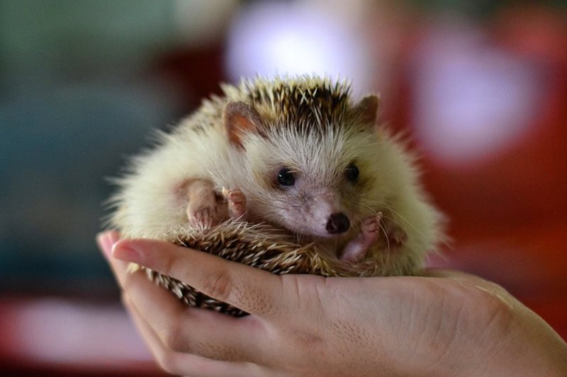 Can You Train A Hedgehog? Handling And Socialization