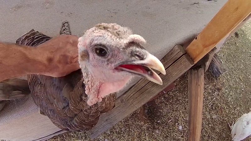 Can You Train A Turkey? Handling And Socializing Tips