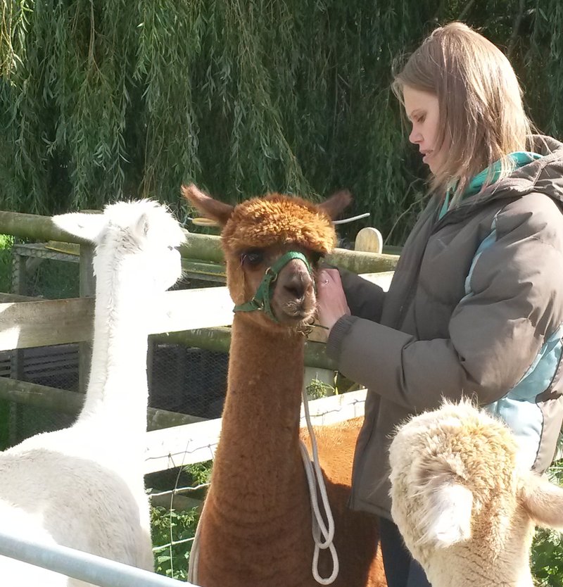 Can You Train An Alpaca? Tips For Handling And Bonding
