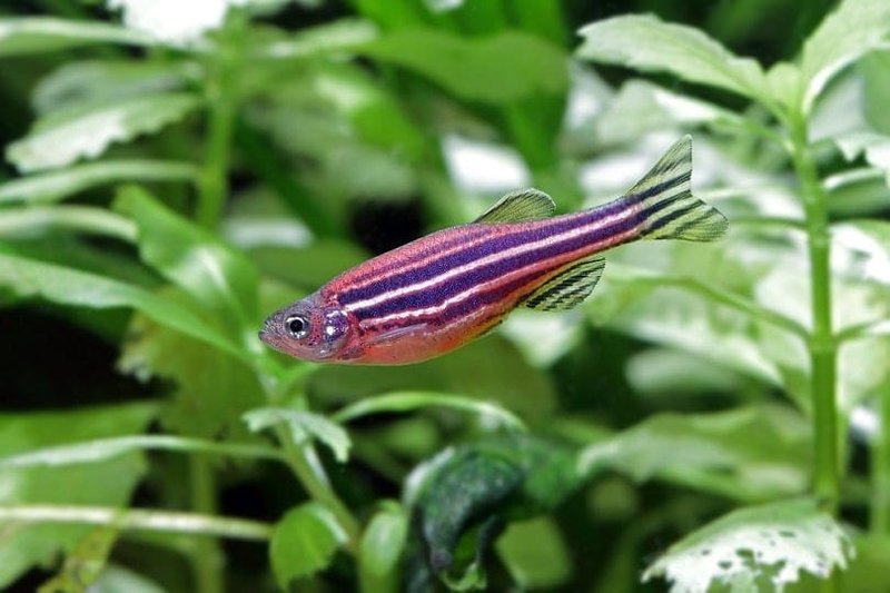 Can Zebra Danio Live With Other Fish? Compatibility Guide