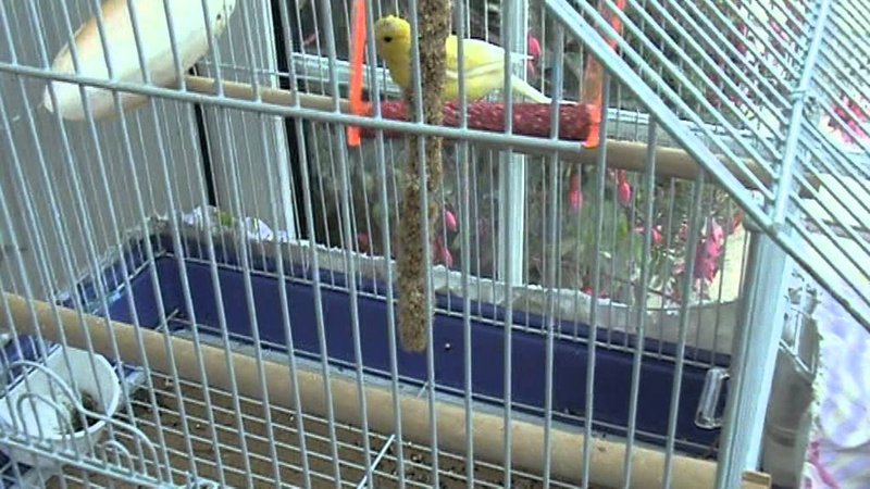 Canary Cage Setup: Size, Placement, And Accessories