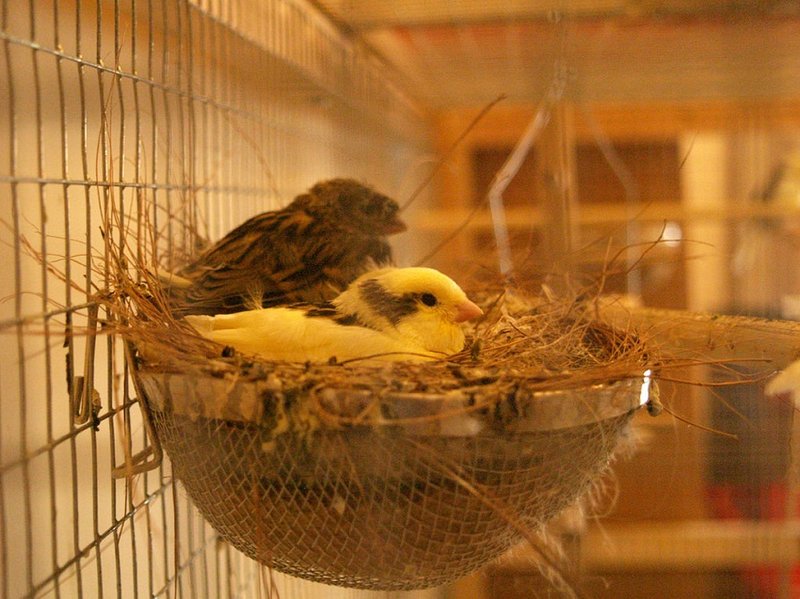 Canary Nesting Habits And Lifecycle