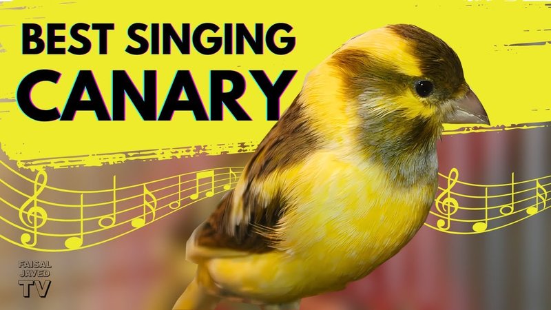 Canary Vocalizations And What They Mean