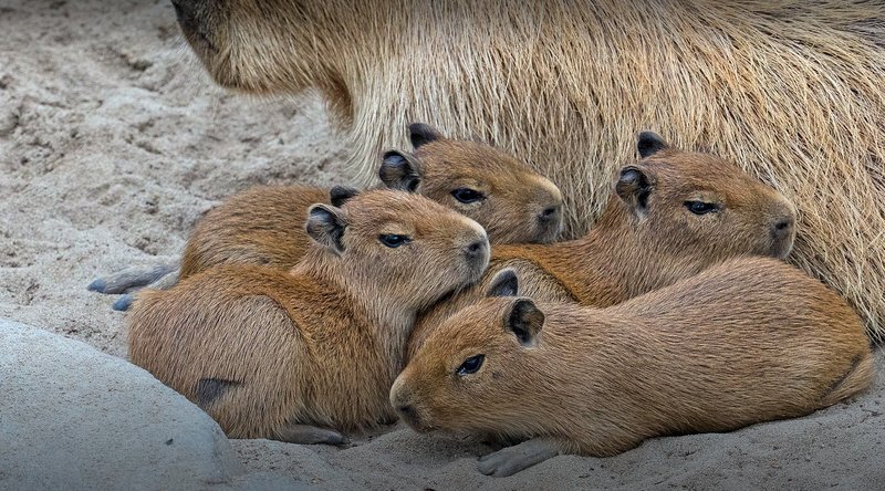 Capybara
