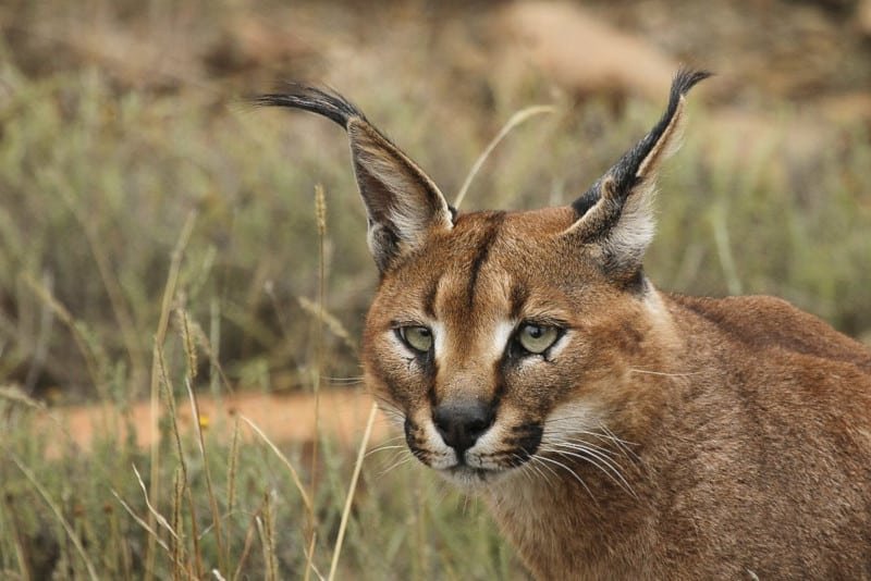 Caracal