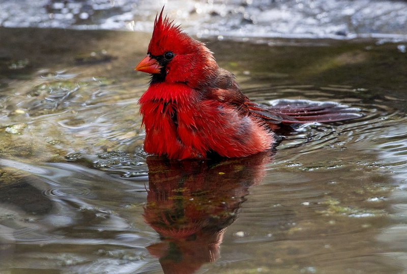 Cardinal