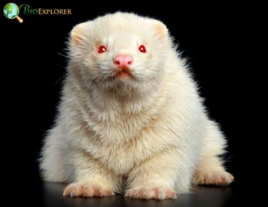 Caring For A Albino Ferret: Diet, Housing, And Health Basics