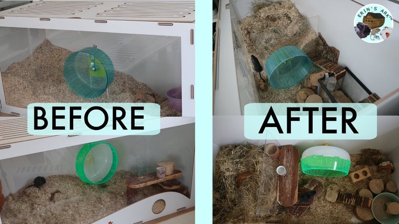 Caring For A Black Gerbil: Diet, Housing, And Enrichment
