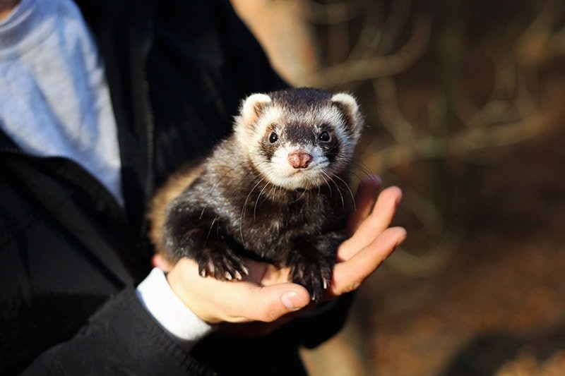 Caring For A Black Sable Ferret: Diet, Housing, And Health Basics