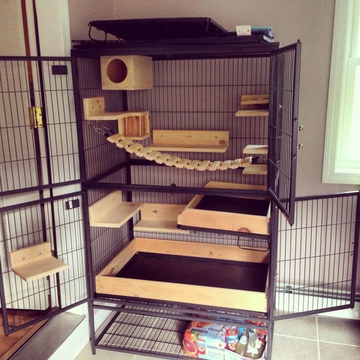 Caring For A Black Velvet Chinchilla: Diet, Cage Setup, And Grooming