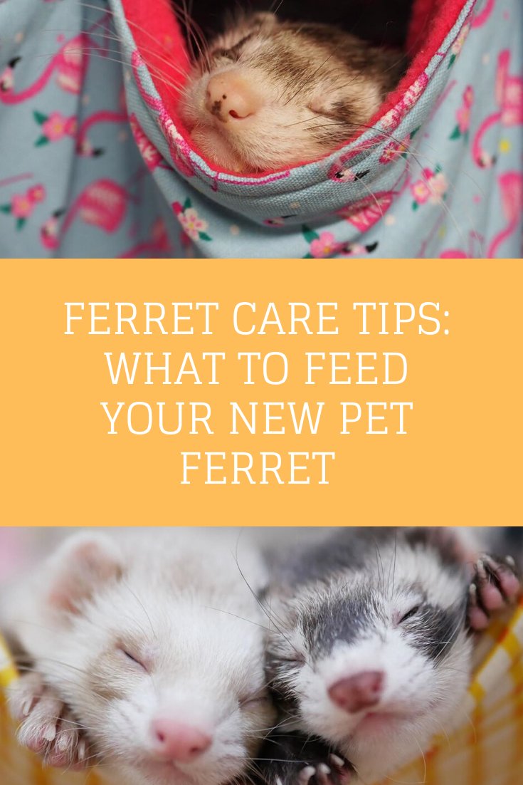 Caring For A Cinnamon Ferret: Diet, Housing, And Health Basics