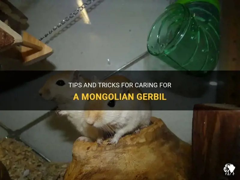 Caring For A Mongolian Gerbil: Diet, Housing, And Enrichment