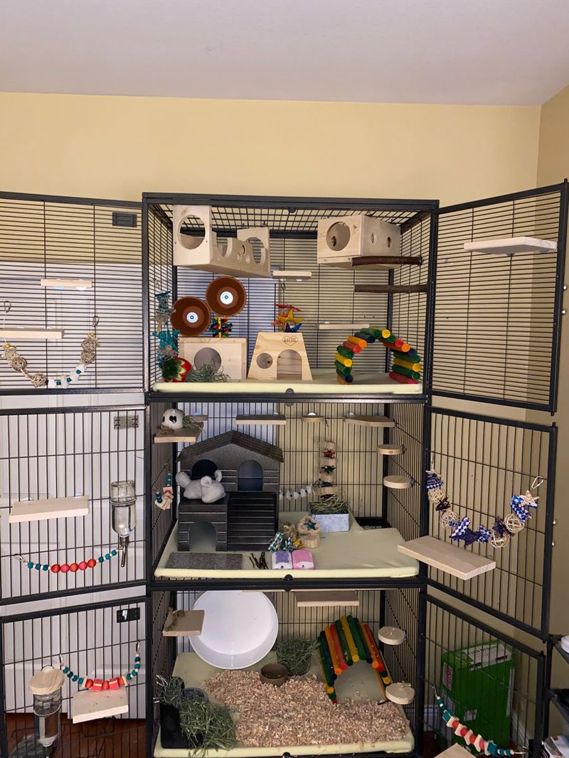 Caring For A Sapphire Chinchilla: Diet, Cage Setup, And Grooming