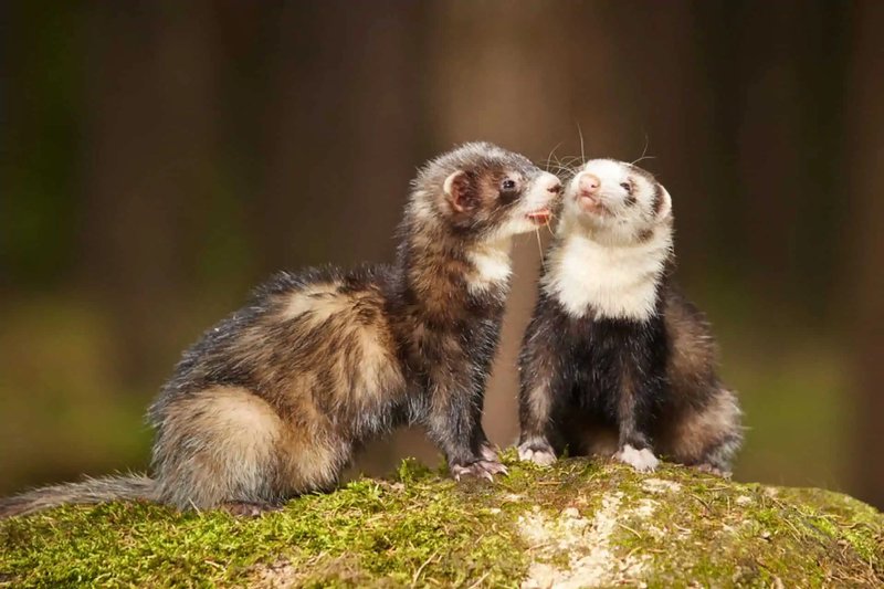 Caring For A Silver Ferret: Diet, Housing, And Health Basics