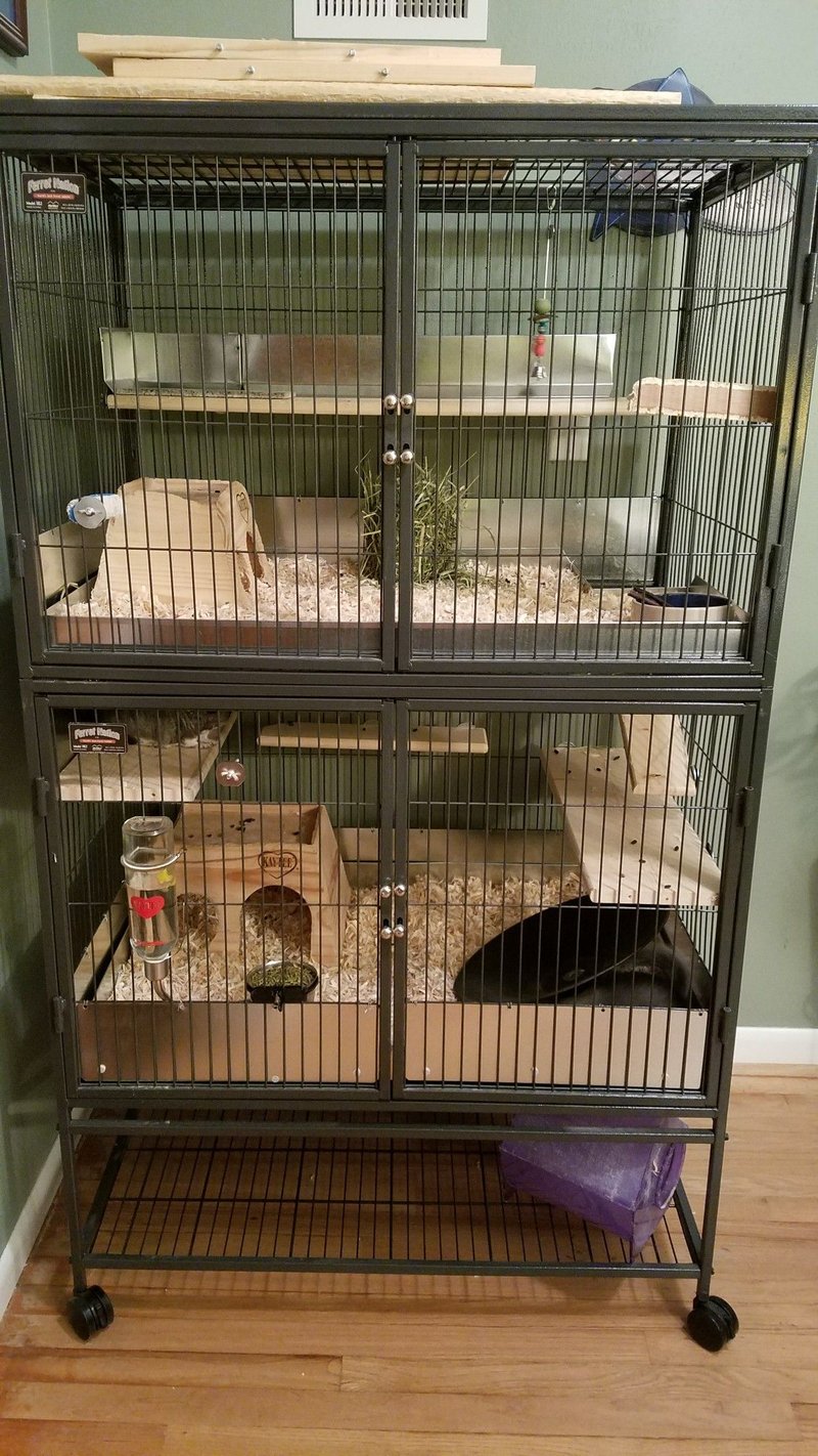 Caring For A Standard Grey Chinchilla: Diet, Cage Setup, And Grooming