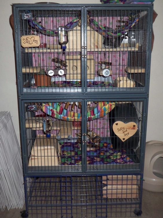 Caring For A Violet Chinchilla: Diet, Cage Setup, And Grooming