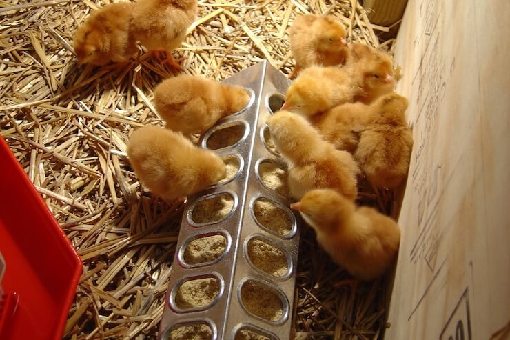 Caring For Baby Chicks: Brooding Setup And Feeding Guide