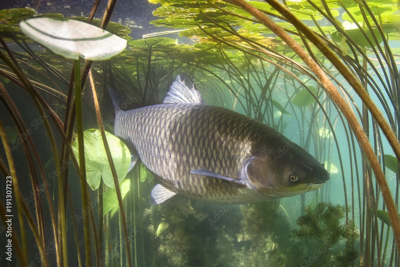 Carp