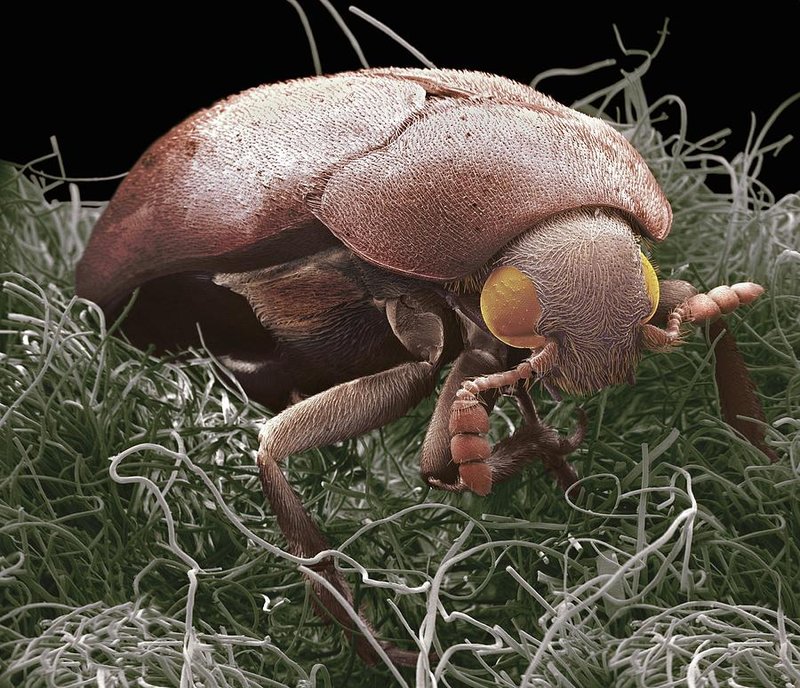 Carpet Beetle