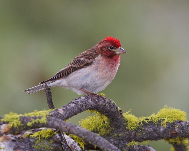 Cassin'S Finch