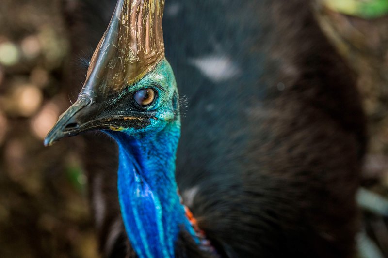 Cassowary
