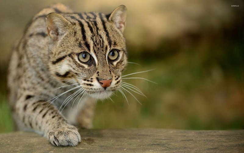 Cat (Wildcat Variants)