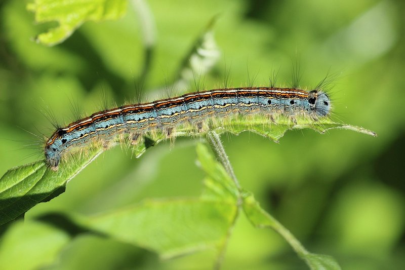 Caterpillar (General)