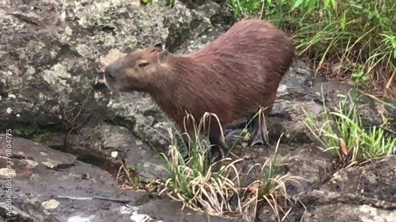Cavy