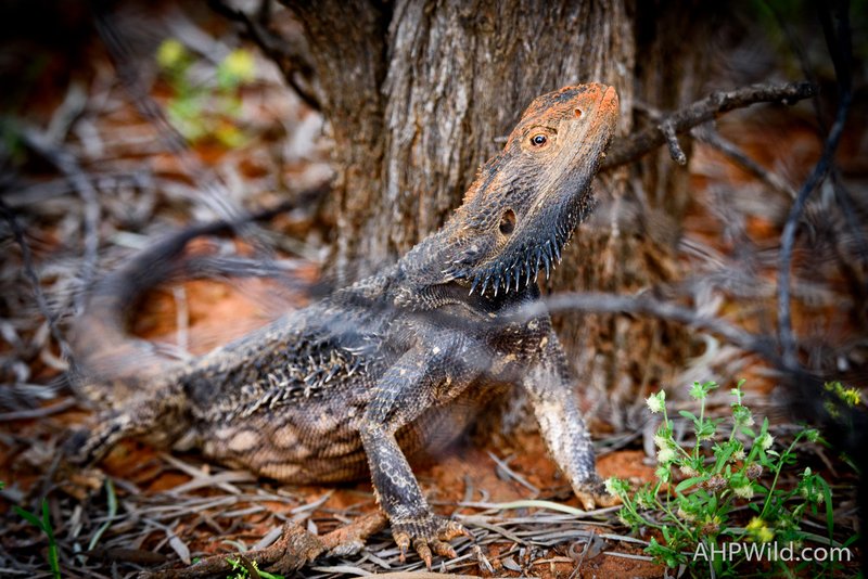 Central Bearded Dragon