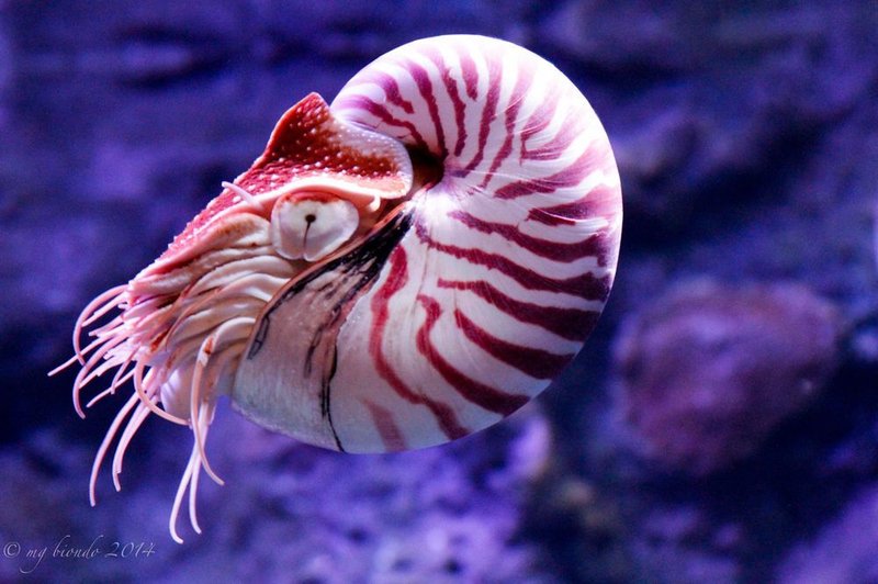 Chambered Nautilus