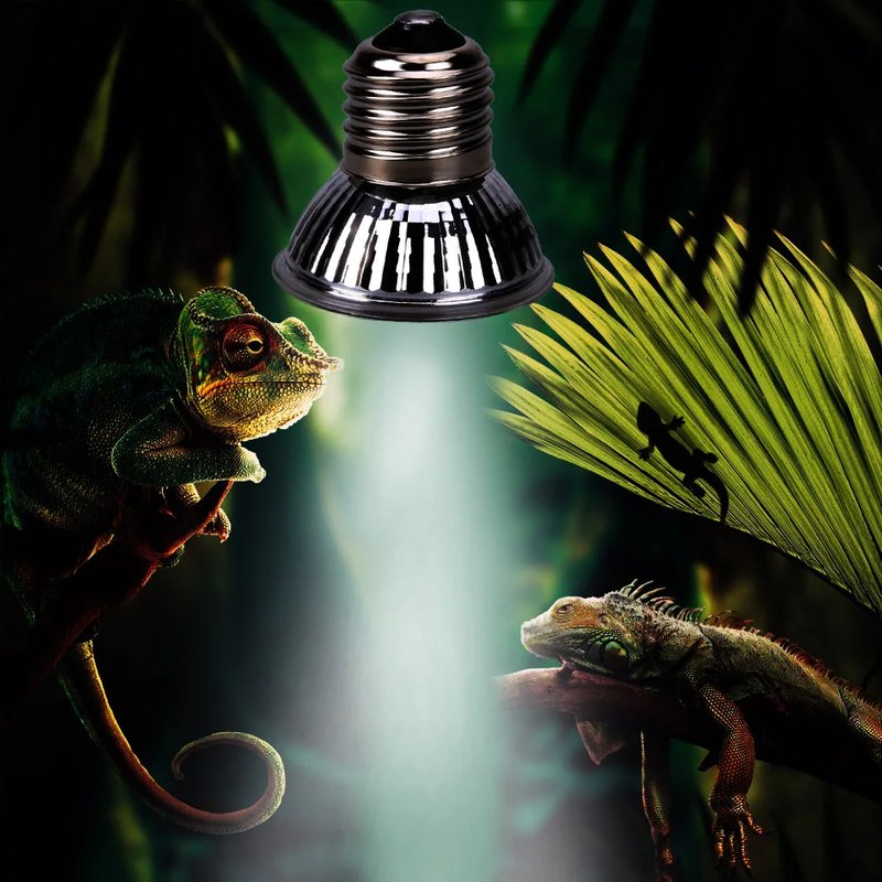 Chameleon Lighting: Do They Need Uvb And Heat Lamps?