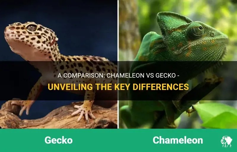 Chameleon Vs Gecko: Key Differences For Pet Owners