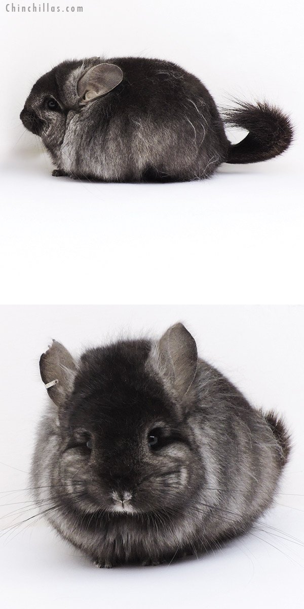 Charcoal Chinchilla Overview: Appearance, Traits, And Temperament