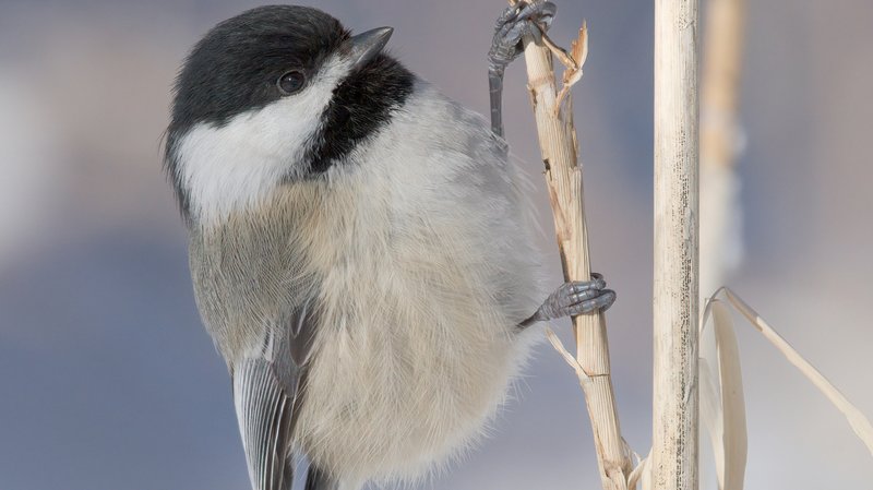 Chickadee