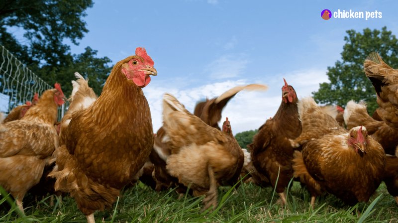 Chicken Behavior: Pecking Order, Broodiness, And Vocalizations