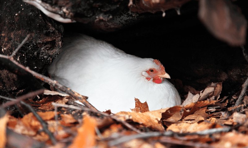 Chicken Nesting Habits And Lifecycle