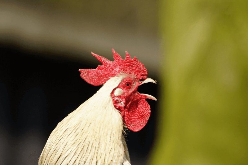 Chicken Vocalizations And What They Mean