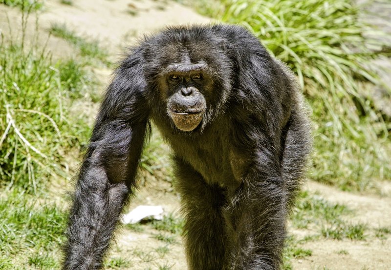 Chimpanzee
