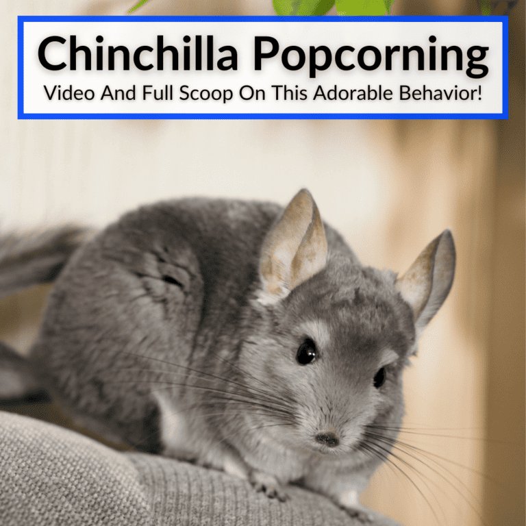 Chinchilla Behavior Explained: Jumping, Barking, And Popcorning